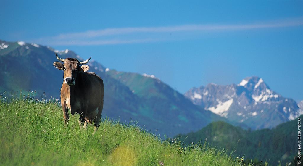 Hornblick Fewo- Ab Mai Freie Fahrt Mit Bergbahnen Oberstdorf Eksteriør billede